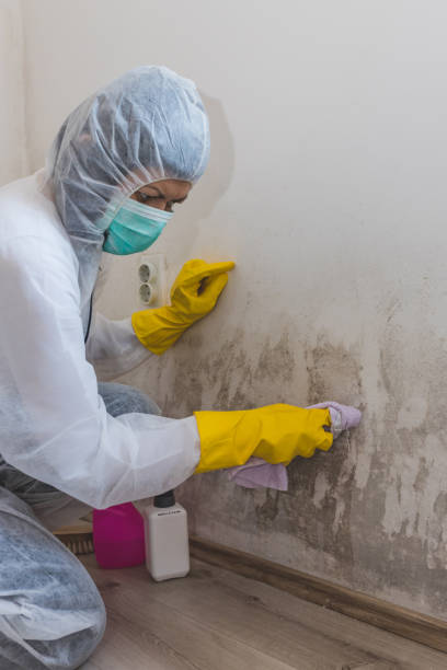 Best Post-Construction Mold Inspection  in Belvedere, SC