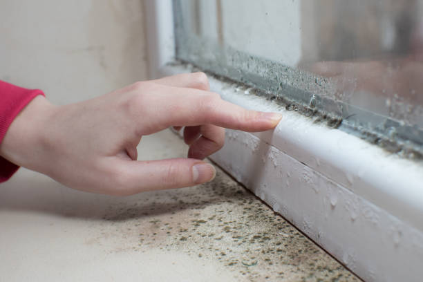 Best Mold Prevention Services  in Belvedere, SC